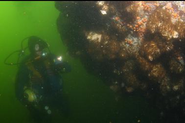 cemented tubeworms under overhang