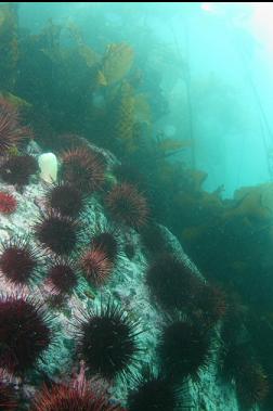 urchins under kelp