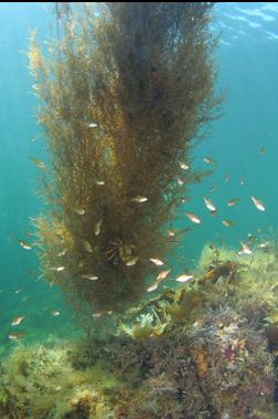 juvenile perch and seaweed