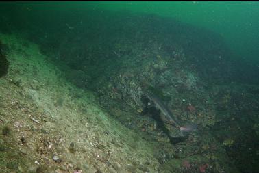 shark next to reef