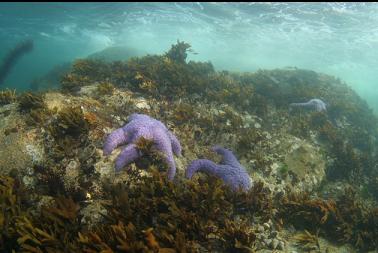 seastars at top of reef