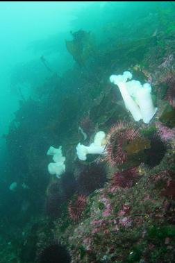 urchins and anemones on larger reef