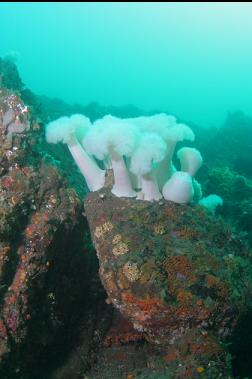 puget sound king crab hiding under boulder