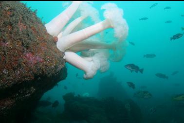 plumose anemones