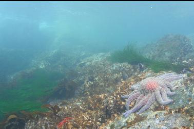 seastar in shallows