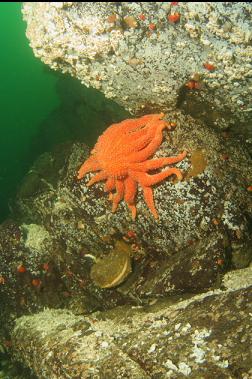 sunflower star on reef