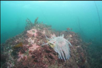 sunflower star near surface