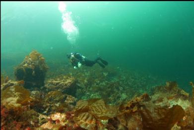 bottom kelp, a few jellyfish and boulders