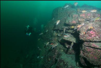 diver swimming around corner of wall with swarm of rockfish