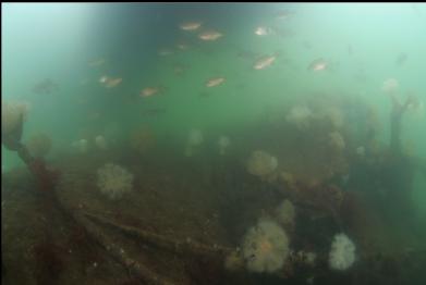 fish over boiler