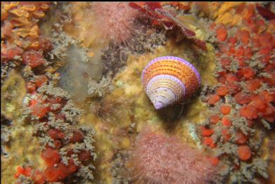 purple ring-top snail and pink hydroids