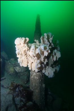 cloud sponge on cement pillar