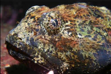 buffalo sculpin