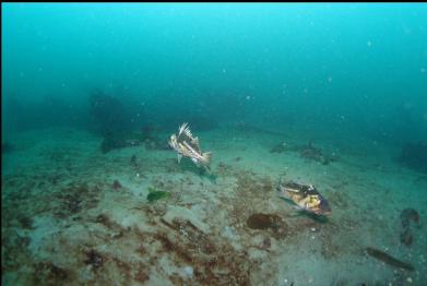 copper rockfish over sand