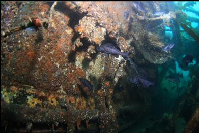 black rockfish next to engine