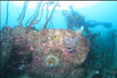 anemone and sunflower star