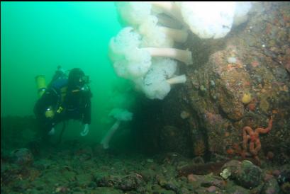 plumose anemones on reef