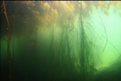 tall surfgrass