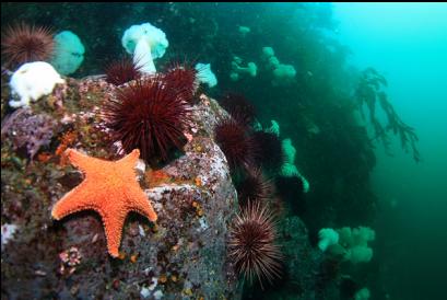 sea star near top of wall