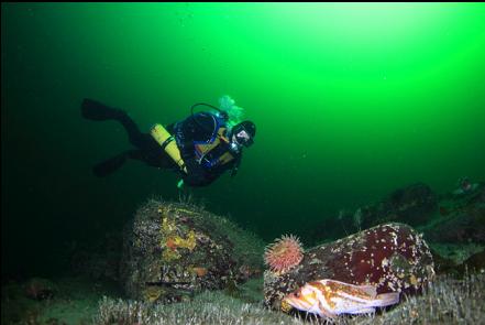 copper rockfish