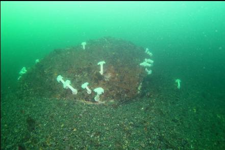 large rock next to the sewer pipe reef