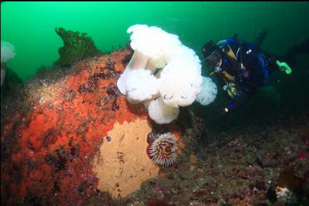 anemones and tunicates