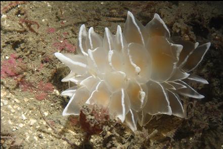 nudibranch