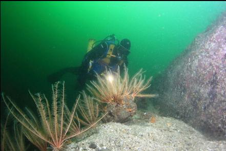 feather stars on a ledge