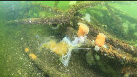 jellyfish stuck on debris