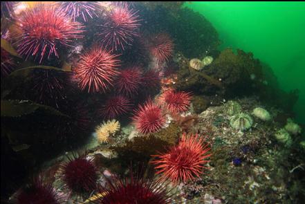 urchins and an anemone