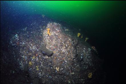 small sponges on the wall