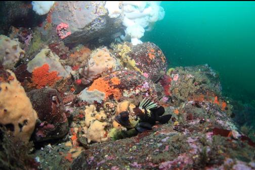 quillback rockfish