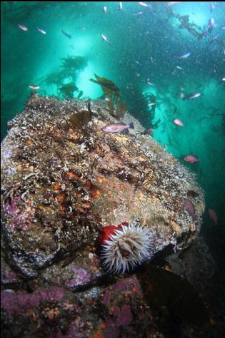 fish-eating anemone