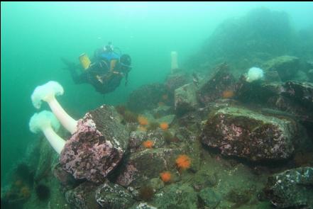 plumose anemones and burrowing cucumbers