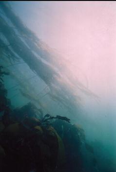 KELP IN SHALLOWS