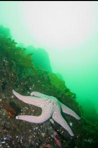 SEASTAR IN SHALLOWS