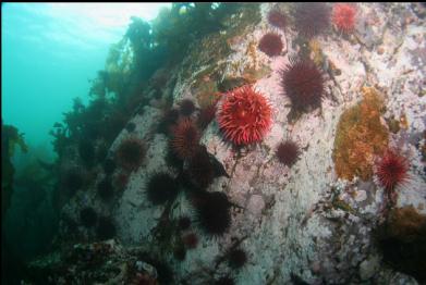 fish-eating anemone and urchins