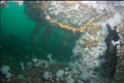 plumose anemones