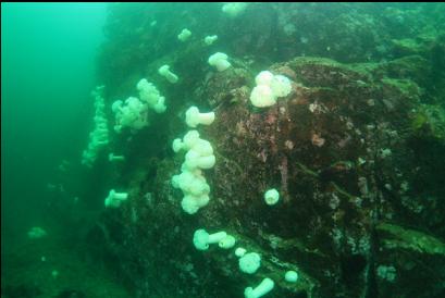 plumose anemones on wall