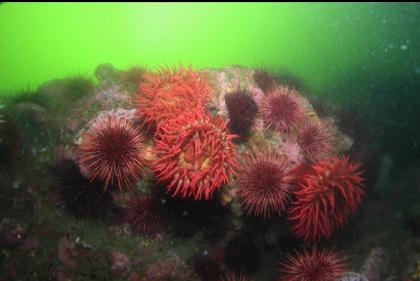 fish-eating anemones