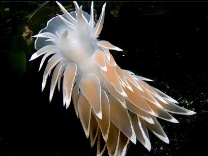 alabaster nudibranch