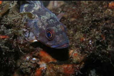 BROWN ROCKFISH