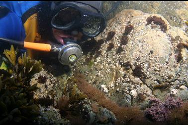 anemones near surface