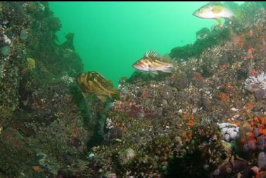 rockfish on second dive