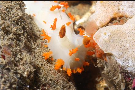 clown nudibranch