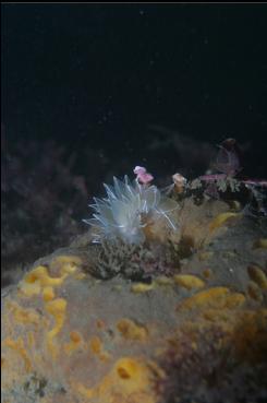 ALABASTER NUDIBRANCH ON SPONGE