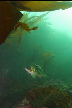 COPPER ROCKFISH UNDER KELP