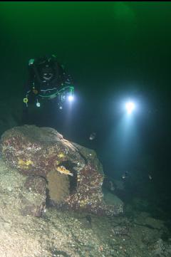 ROCKFISH AT BASE OF WALL