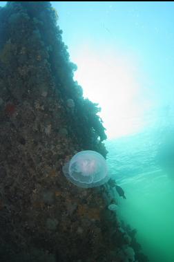 moon jellyfish by wall