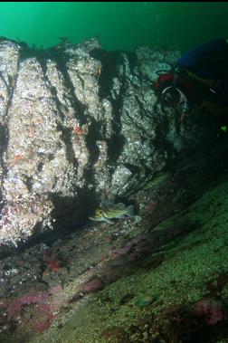 copper rockfish